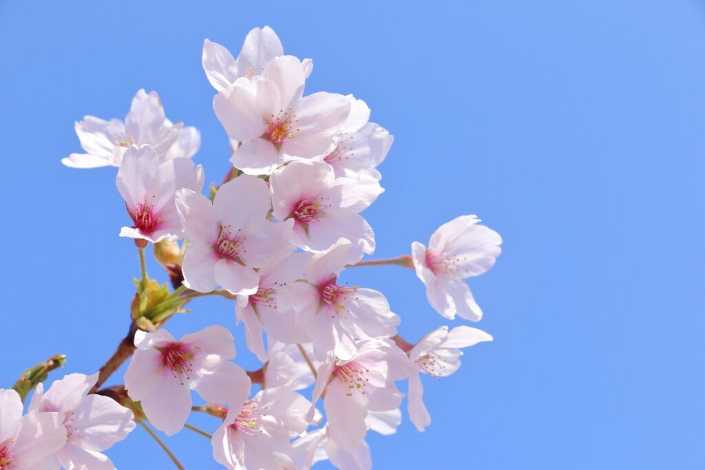 春🌸